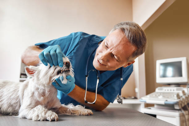 Best Tooth Pain Emergency Relief  in Glasgow, MT